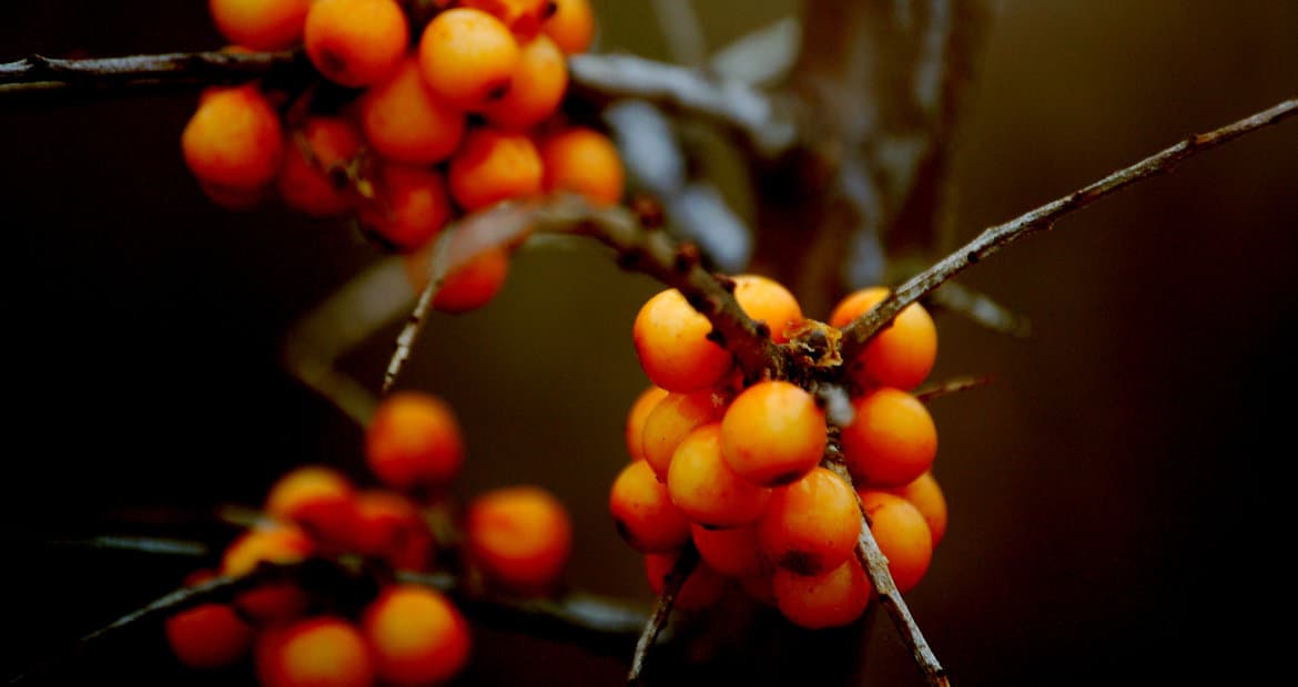 Der Wald  und seine traumhafte Umgebung spenden den Hinterbliebenen Trost und Geborgenheit.