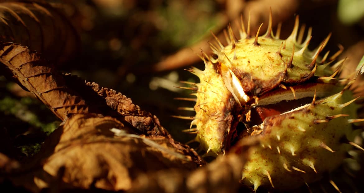 Und Mutter Natur übernimmt mit ihren wechselnden Jahreszeiten die Pflege und Gestaltung der Gräber.